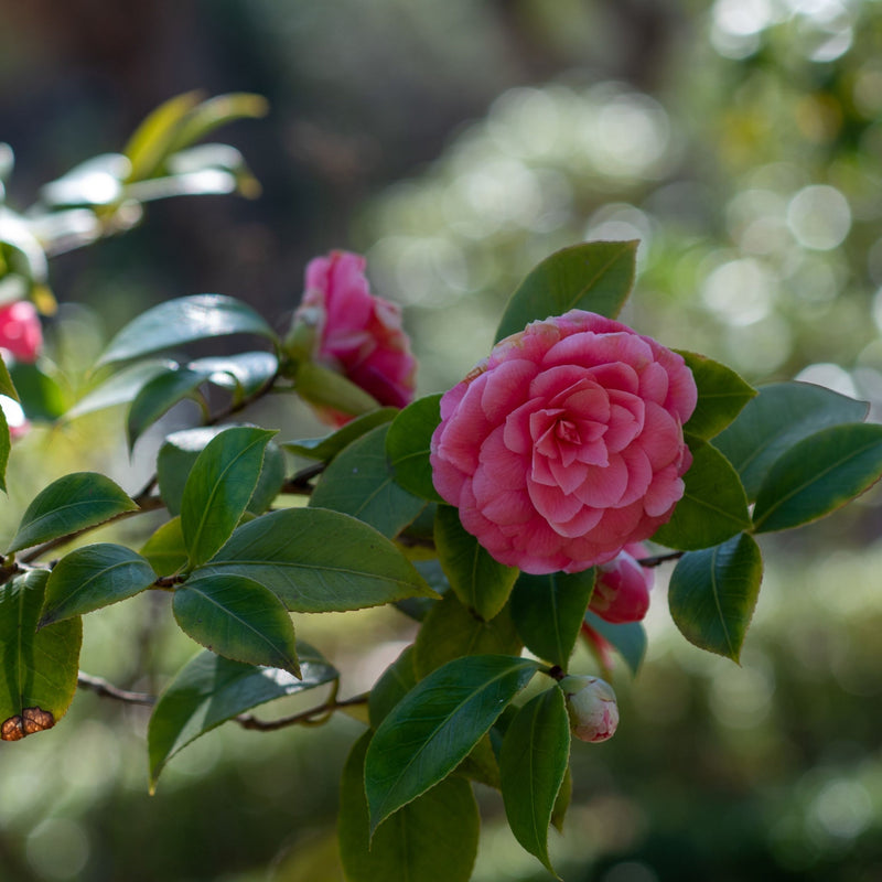 Camellia japonica 'Mrs Tingley' 5L 100-120cm -