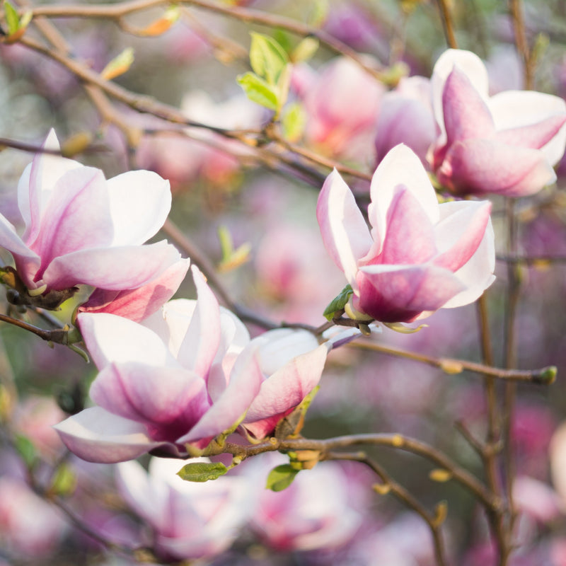 Magnolia denudata 'Fragrant Cloud' 4L -