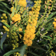 Mahonia 'Sweet Winter' 5L -