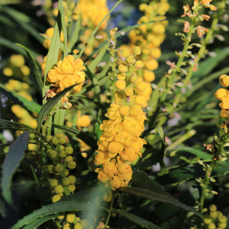 Mahonia 'Sweet Winter' 5L -