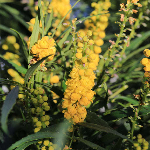 Mahonia 'Sweet Winter' 5L -