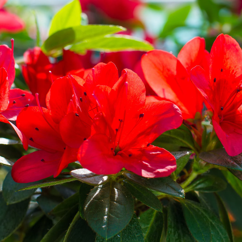 Azalea Japonica 'Manuska' 2L -