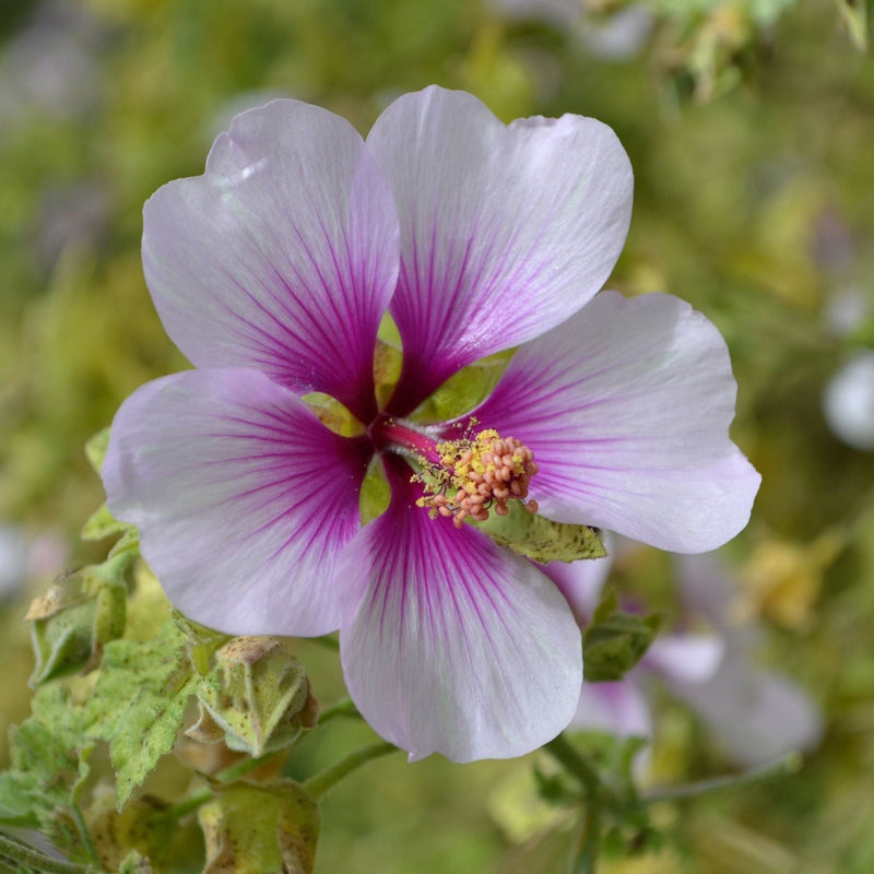 Lavatera 'Maritima' 2L -