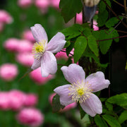 Clematis montana 'Mayleen' 60cm -
