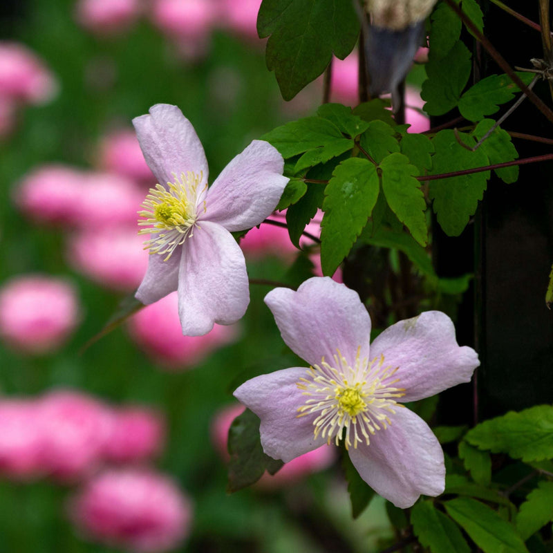 Clematis montana 'Mayleen' 60cm -