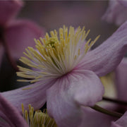 Clematis montana 'Mayleen' 60cm -