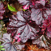 Heuchera 'Midnight Rose' 2L -