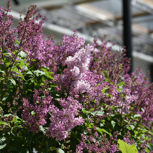 Syringa 'Minuet' (Lilac) 5L -