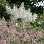 Miscanthus sinensis 'Flamingo' 2L -