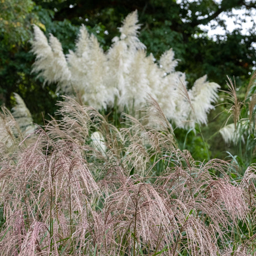 Miscanthus sinensis 'Flamingo' 2L -
