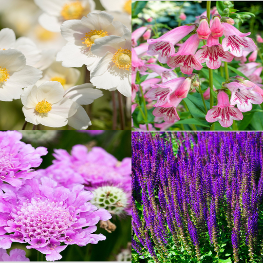 4 x Mixed Perennials – Pink, White & Purple | 9cm Pots -