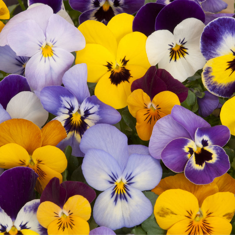 20 Pack Pansy Tray -