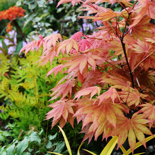 Acer shirasawanum 'Moonrise' 3L (60cm) -