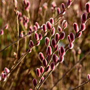 Salix gracilistyla 'Mount Aso' Shrub - Pussy Willow (I am Red Cat) 3L -
