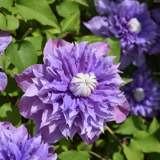 Clematis 'Multiblue' 50cm -