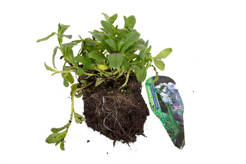 Premium Pond Starter Packs - Pond topup Packs - Oxygenating - Compost and Pots