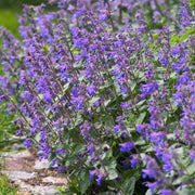 Nepeta 'Walker’s Low' 9cm/2L -