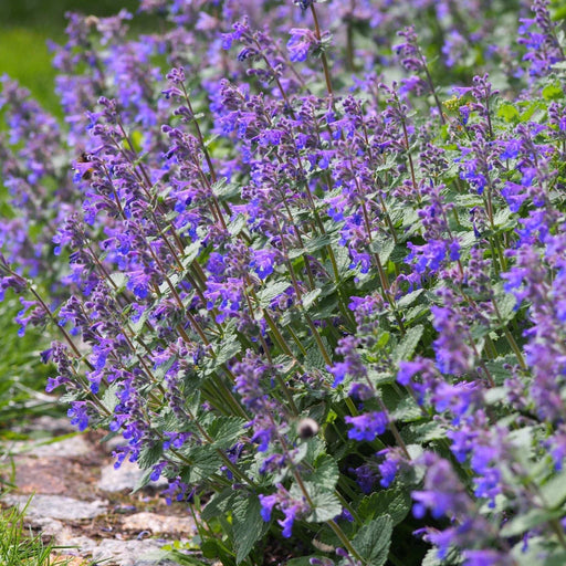 Nepeta 'Walker’s Low' 9cm/2L -