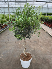 4-5ft Twisted Stem Olive Tree | Hardy Evergreen Potted Tree (Multibuy Offers Available) -