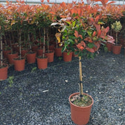 Special offer: Half Standard Photinia 'Red Robin' 100cm (2 for £54.99) -