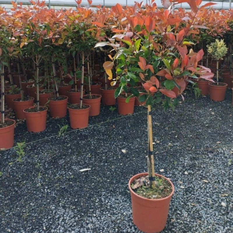Special offer: Half Standard Photinia 'Red Robin' 100cm (2 for £54.99) -
