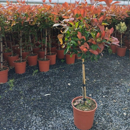 Special offer: Half Standard Photinia 'Red Robin' 100cm (2 for £54.99) -