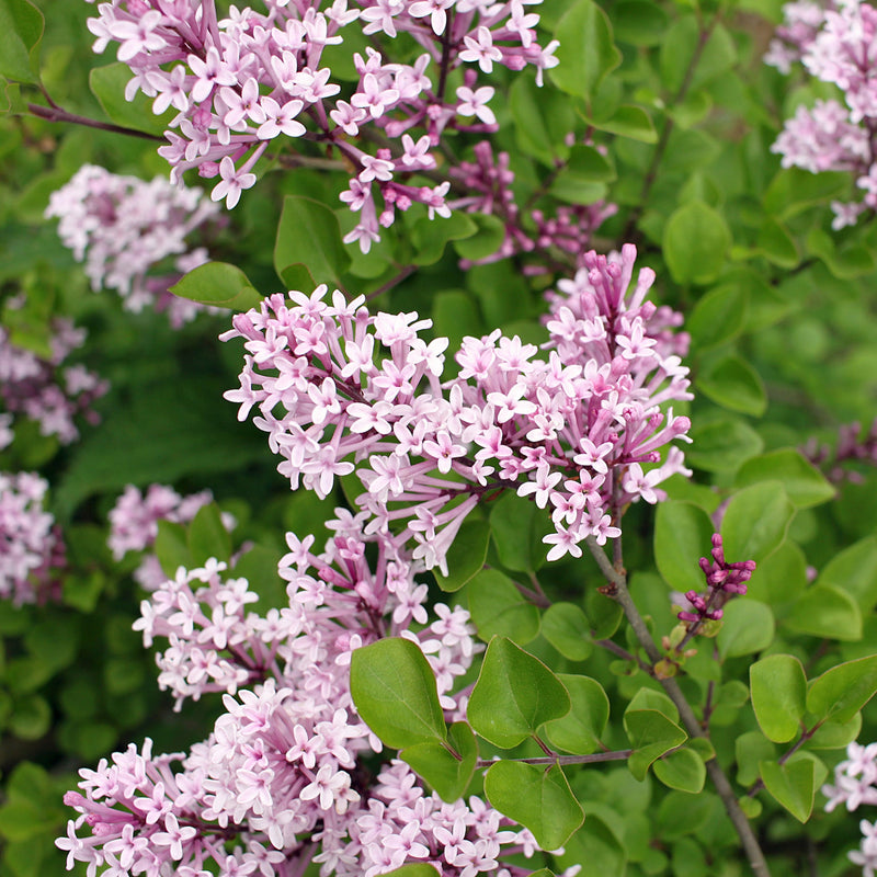 Half Standard Syringa meyeri 'Palibin' (Lilac) 3L (80-90cm inc. pot) -