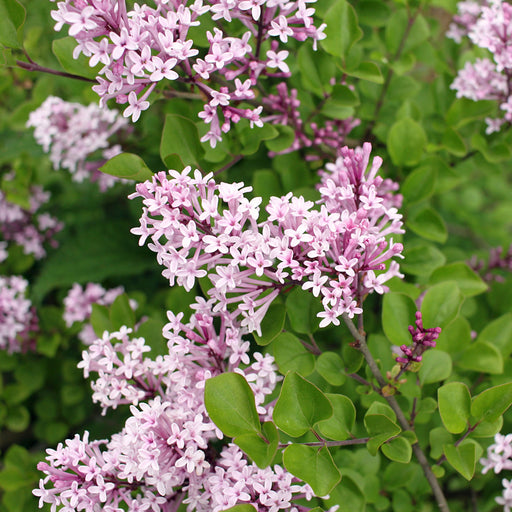 Half Standard Syringa meyeri 'Palibin' (Lilac) 3L (80-90cm inc. pot) -