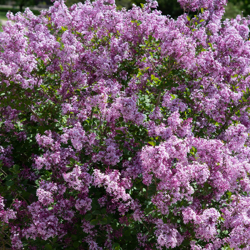 Syringa meyeri 'Palibin' (Lilac) 7.5L -