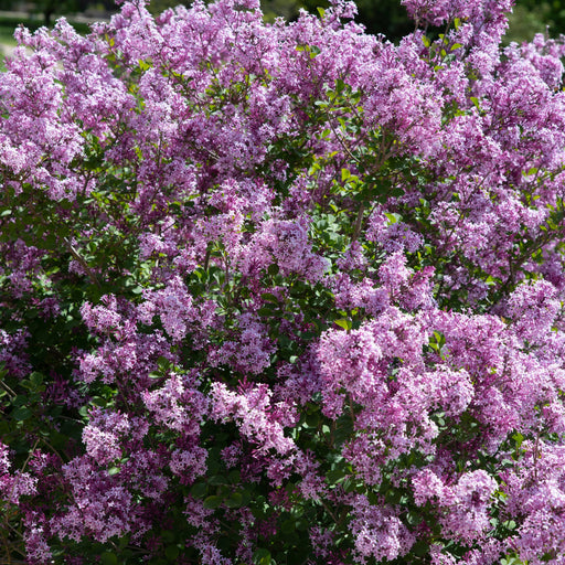 Syringa meyeri 'Palibin' (Lilac) 7.5L -