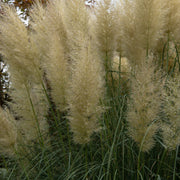 Pampas Grass - Cortaderia selloana White Plume - 40-60cm -