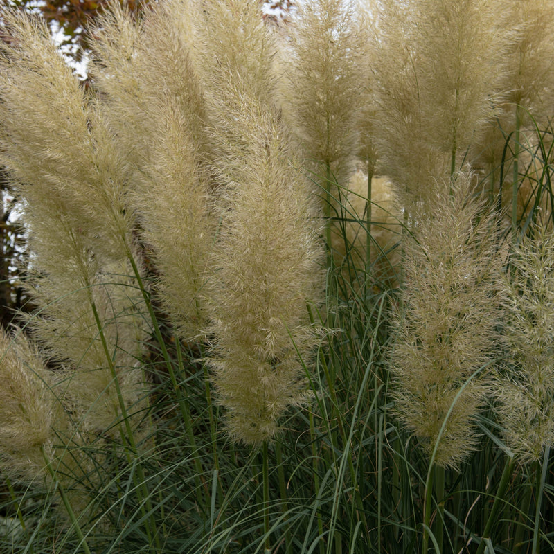 Pampas Grass - Cortaderia selloana White Plume - 40-60cm -