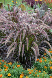 Pennisetum x Advena - Rubrum 9cm / 2L -