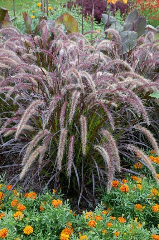 Pennisetum x Advena - Rubrum 9cm / 2L -