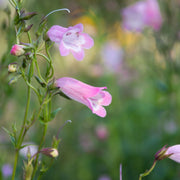 Penstemon Arabesque 'Appleblossom' 9cm/1.5L/2L -