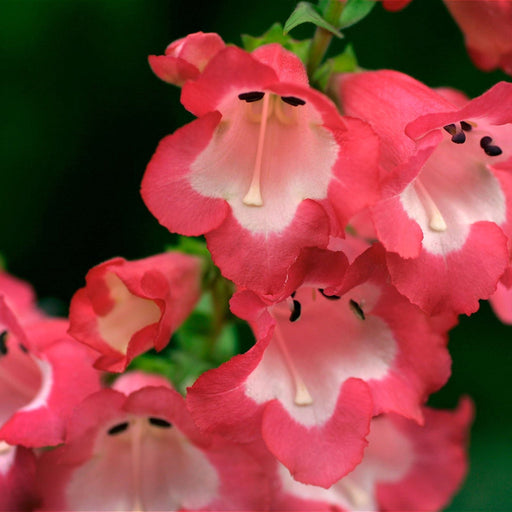 Penstemon Red 9cm/1.5L -