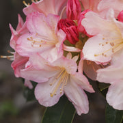 Rhododendron 'Percy Wiseman' 2L -