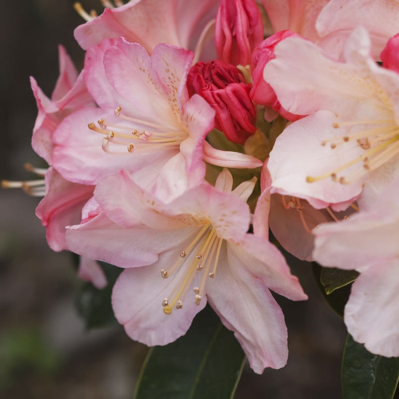 Rhododendron 'Percy Wiseman' 2L -