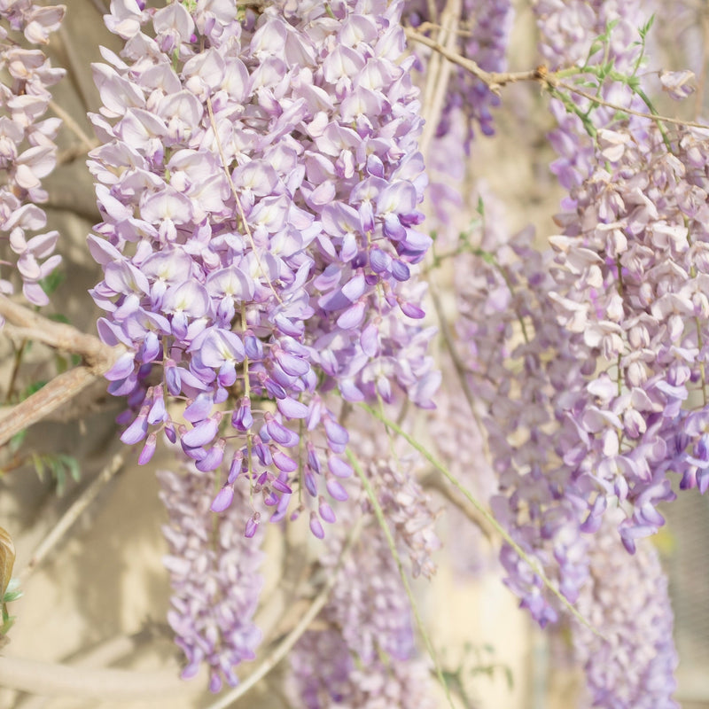 Wisteria sinensis 'Caroline' 60cm -