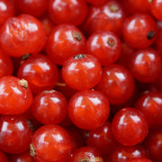 Red currant bush 'Jonkheer van Tets' 2L / 4L -
