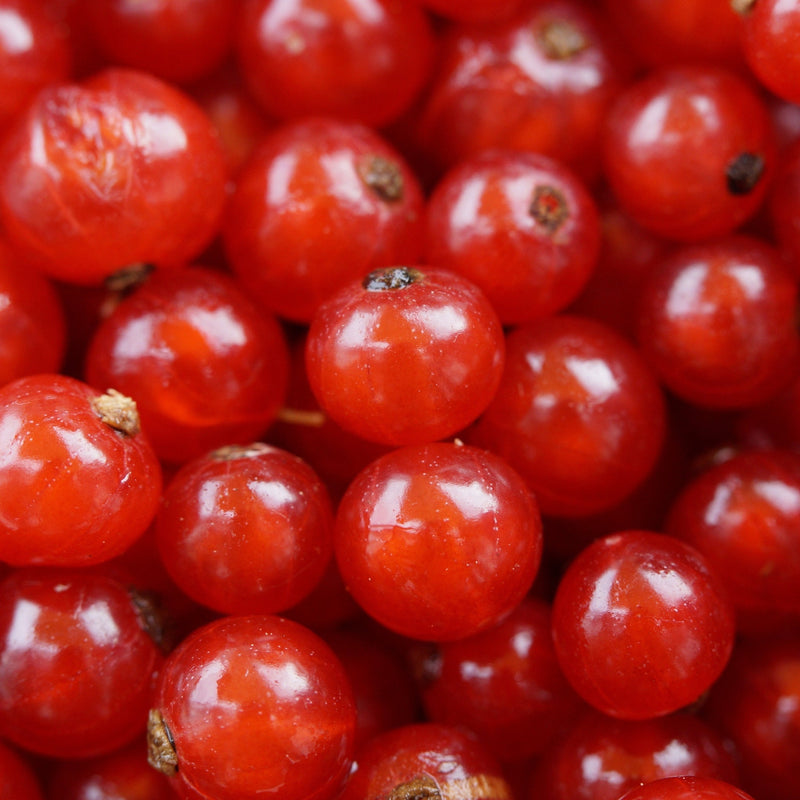 Red currant bush 'Jonkheer van Tets' 2L / 4L -