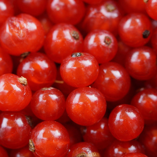 Red currant bush 'Jonkheer van Tets' 2L / 4L -