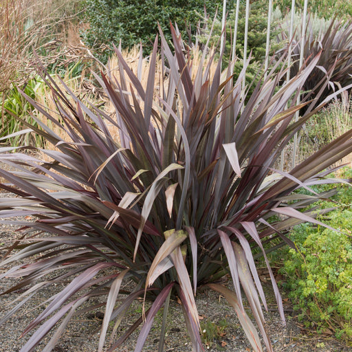 Phormium 'Platts Black' 3L/5L/10L -