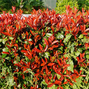 Photinia x fraseri 'Red Robin' -