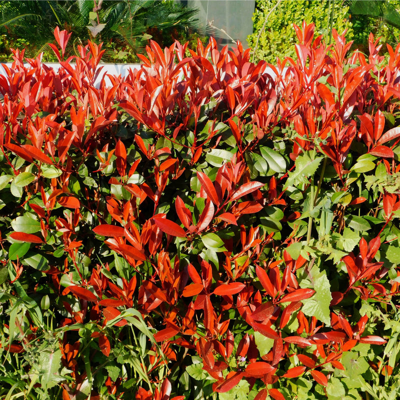 Photinia x fraseri 'Red Robin' -