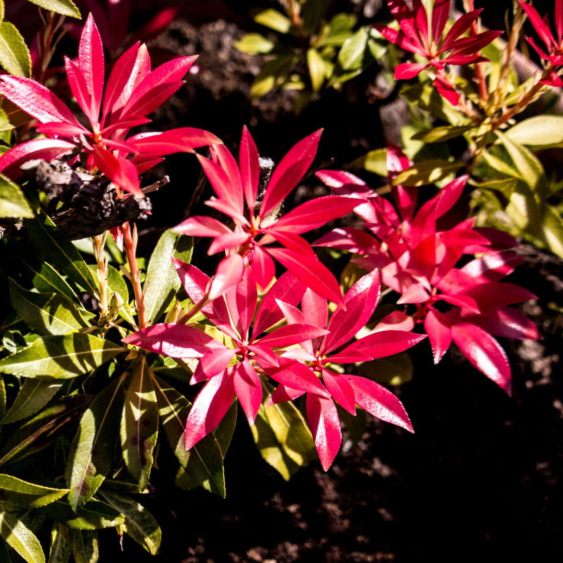 Pieris japonica Forest Flame (2 sizes available) -