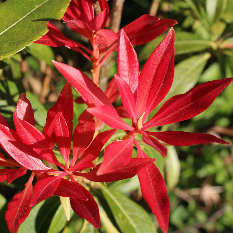 Pieris japonica Forest Flame (2 sizes available) -
