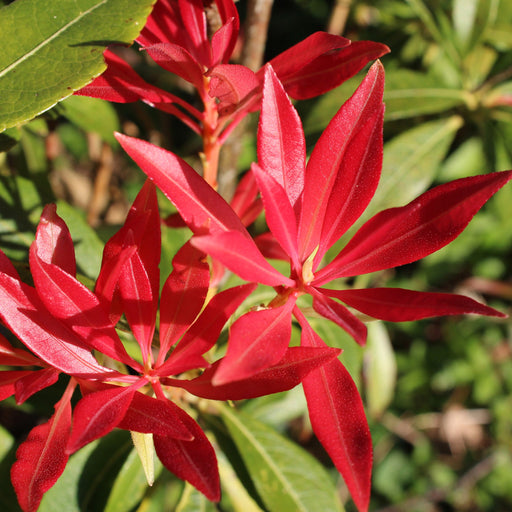 Pieris japonica Forest Flame (2 sizes available) -