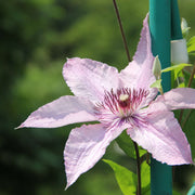 Clematis Pink Fantasy 75-85cm
