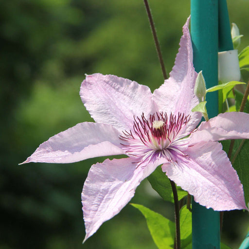 Clematis Pink Fantasy 75-85cm